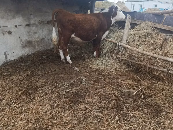 Bulle, Kasachische Weißkopfkuh