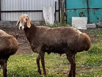 Qoʻchqor, Rhon sheep — 8-rasm