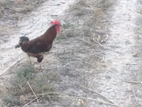 Chickens — الصورة 1