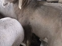 Qo‘ylar (partiya, jinsi ko‘rsatilmagan), Arashan sheep — 3-rasm