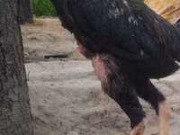 Gallinas Shamo — foto 5