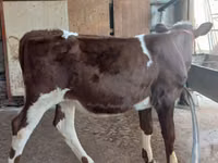 Bulle, Simmental cattle — Foto 2
