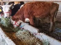 Toro, Simmental cattle — foto 5