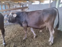 公牛, Swiss cattle — 照片 3