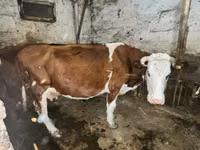 母牛, Kazakh White-headed cow — 照片 2