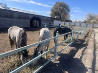 Stute, Horse breed — Foto 4