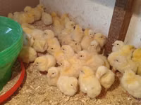 Chickens — Foto 1