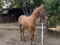 Hengst, Russian Don — Foto 2