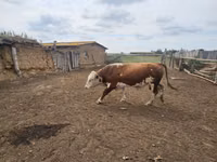 Bull, Simmental cattle — photo 6