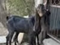 Ziege, Kamori goats — Foto 5