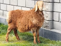 Oveja, Hissar sheep — foto 1