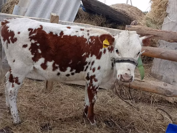गाय, Simmental cattle — कज़ाखस्तान