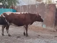 Kuh, Simmental cattle — Foto 4