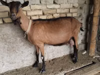 Ешкі, Ешкілер — 1-сурет