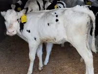 Bovinos (lote, sexo no especificado), Russian Black pied cattle — foto 1