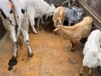 Сиыр, Russian Black pied cattle — 2-сурет