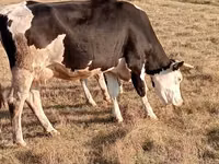 Cow, Latvian Blue cattle — photo 3