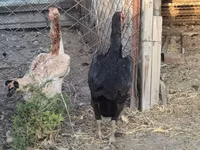 Chickens — الصورة 5