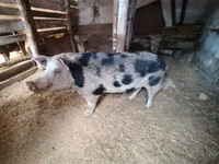 母猪, Pigs — 照片 1