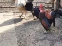 Chickens — Foto 3