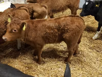 मवेशी (लॉट, लिंग निर्दिष्ट नहीं), Simmental cattle — फ़ोटो 3