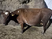 母牛, Russian Black pied cattle — 照片 2