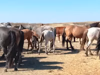 Hengst, Mugalzhar horse — Foto 6