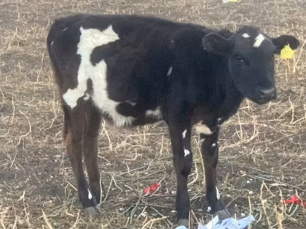 सांड, Russian Black pied cattle