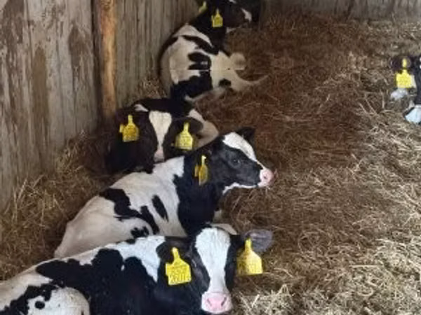 公牛, Russian Black pied cattle
