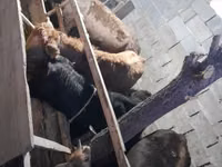 公牛, Cattle — 照片 2