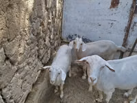 母山羊, Goats — 照片 2