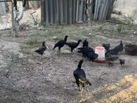 Chickens — Foto 5