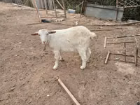 عنزة, Saanen goat — الصورة 3