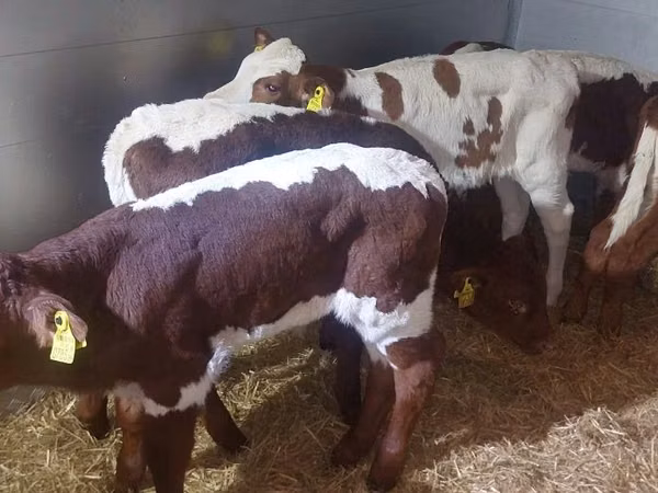 Toro, Ganado vacuno