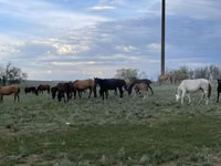 فرس, Horse breed — الصورة 3