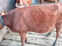 गाय, मवेशी — फ़ोटो 3