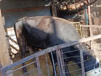 公牛, Aberdeen-Angus — 照片 4