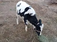 Rinder (Partie, Geschlecht nicht angegeben), Russian Black pied cattle — Foto 2