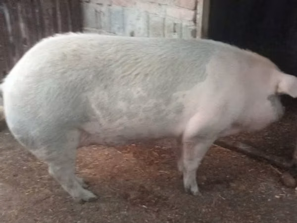 Säue, Schweine