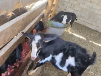 تيس, Alpine goat — الصورة 1