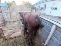 Toro, Ganado vacuno — foto 3