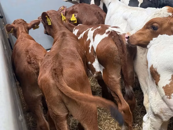 Rinder (Partie, Geschlecht nicht angegeben), Simmental cattle