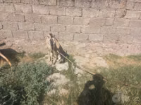 عنزة, الماعز — الصورة 3