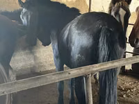 Aygʻir, Kazakh horse — 3-rasm