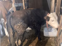 公牛, Kazakh White-headed cow — 照片 1
