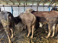 सांड, Simmental cattle — फ़ोटो 7