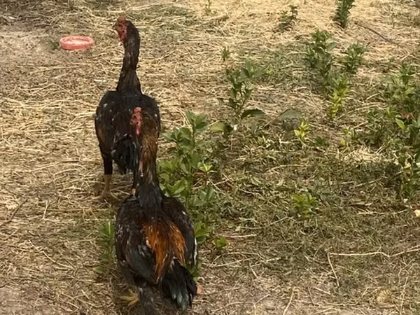 Chickens — Kirgisistan