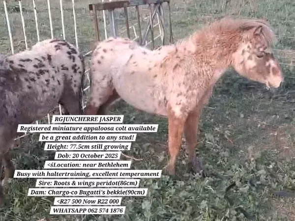 Ат, Америкалык миниатюралык ат