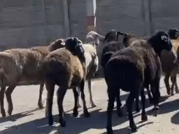 أغنام (دفعة، الجنس غير محدد), الأغنام