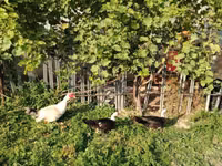 Turkeys — foto 4